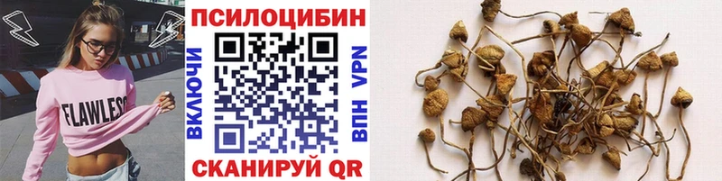 где можно купить Южа Псилоцибиновые грибы Psilocybine cubensis
